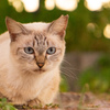 ねこ