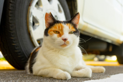 猫