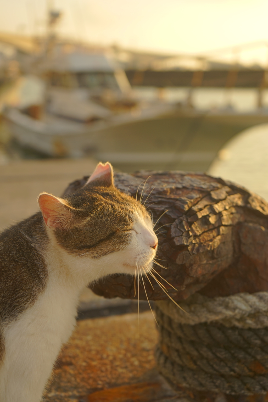 ねこ