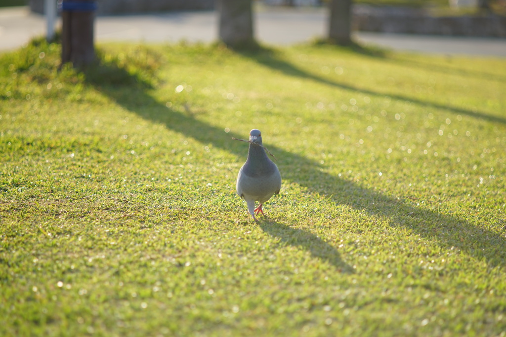 鳩が枝をくわえて歩いていました。