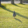 鳩が枝をくわえて歩いていました。