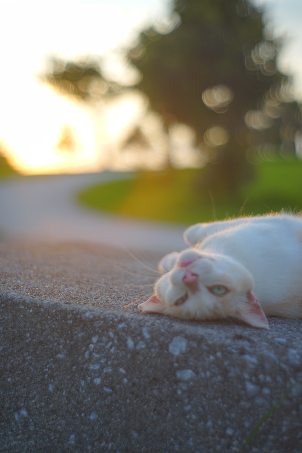 猫（変顔）