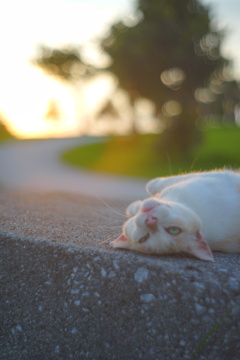 猫（変顔）