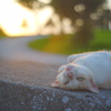 猫（変顔）