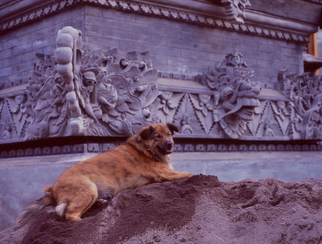 寺院と犬
