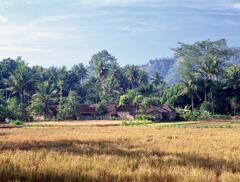 サワ (Sawah)村の風景