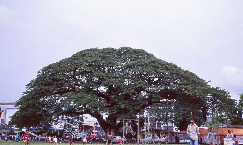 モンキーポッドの木
