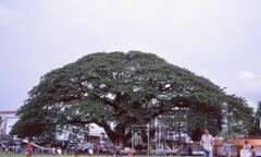 モンキーポッドの木