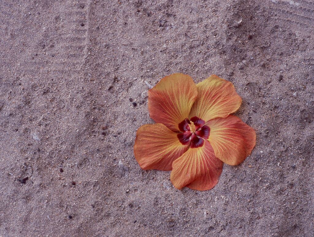 落花