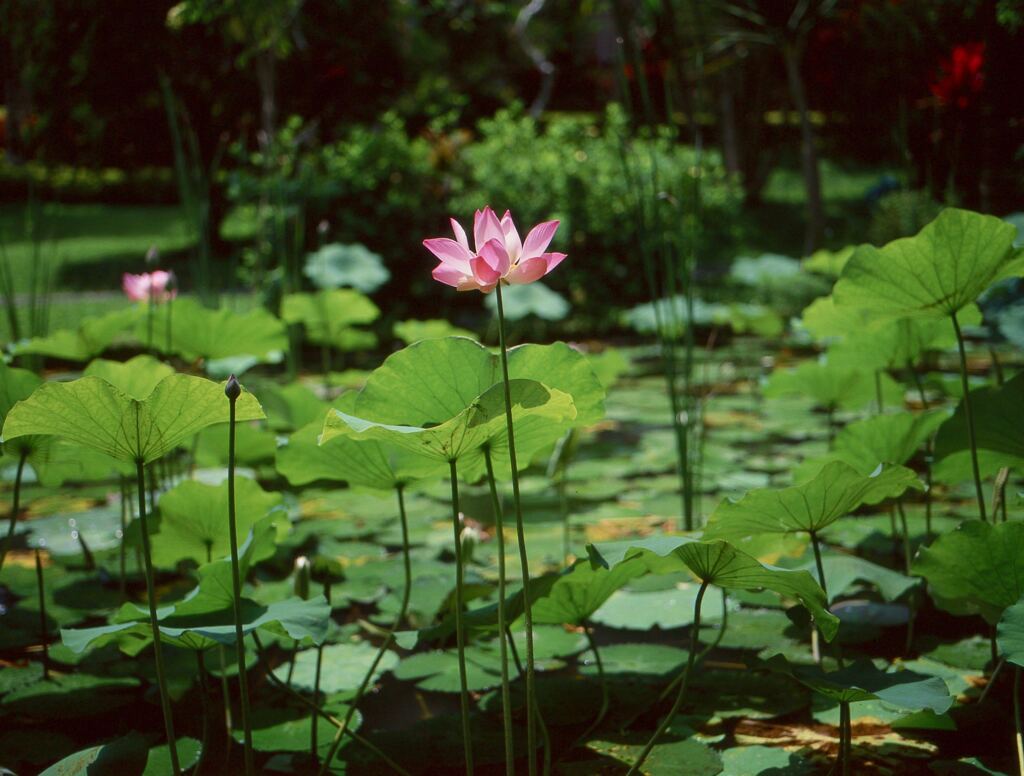 蓮池