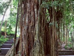 モンキー・フォレストのガジュマル