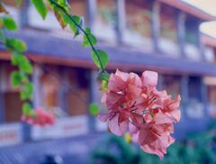 ブーゲンビリア