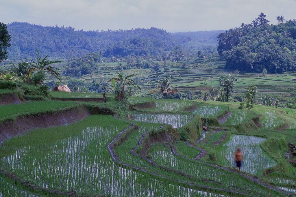 棚田のある風景