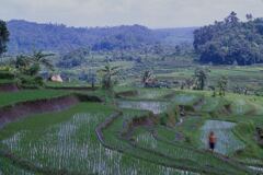 棚田のある風景