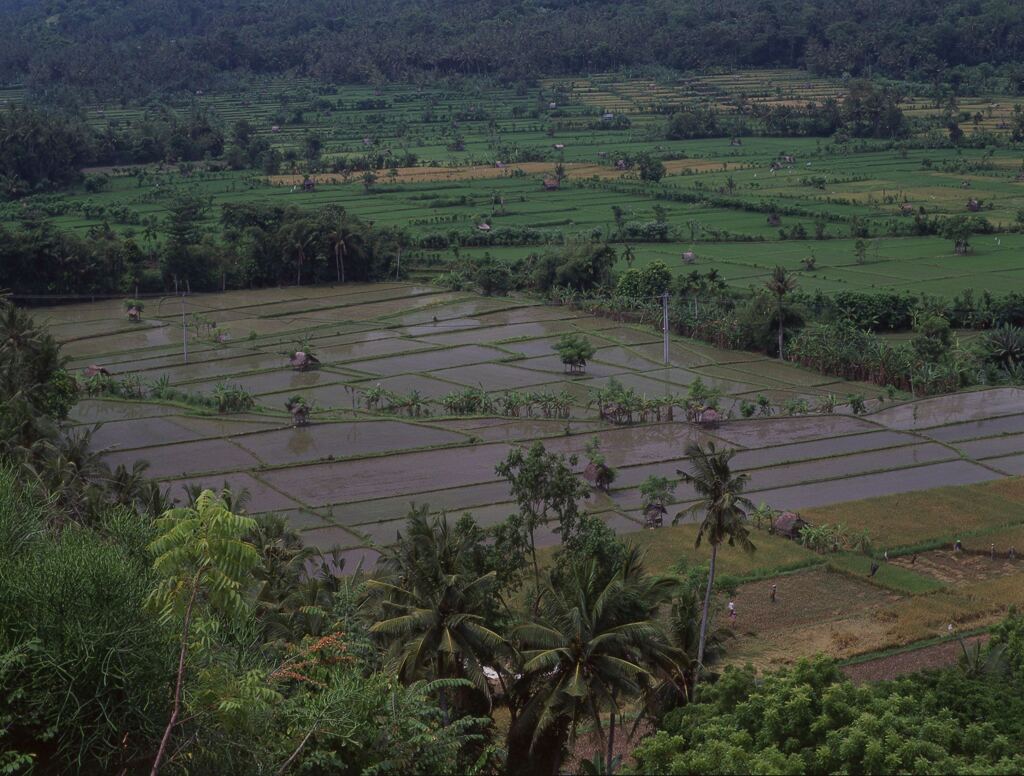 Candidasa (チャンディ・ダサ)の棚田