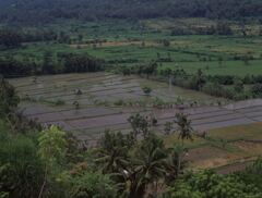 Candidasa (チャンディ・ダサ)の棚田