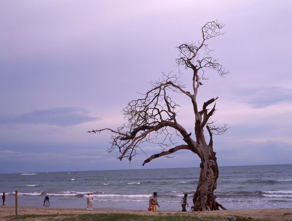 クタ海岸の枯木