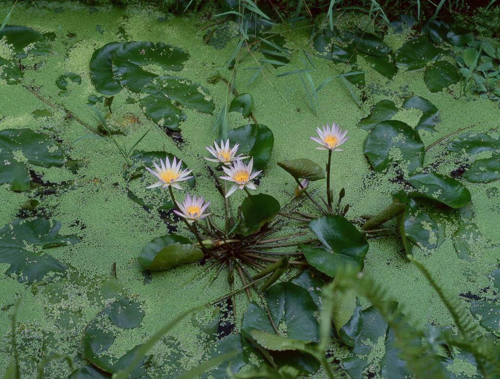 睡蓮の花