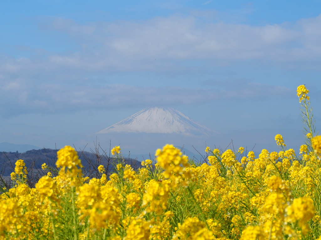 比較用：吾妻山公園　菜の花畑