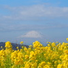 比較用：吾妻山公園　菜の花畑