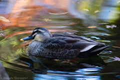 太田黒公園の池の鳥