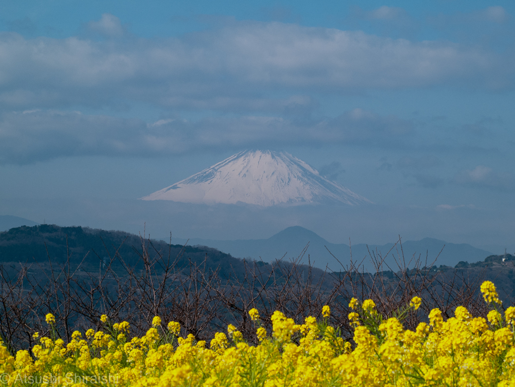 吾妻山公園　菜の花畑