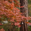 長瀞月の石もみじ公園