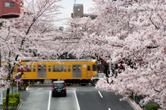 桜と西武線 2021