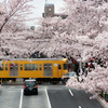 桜と西武線 2021