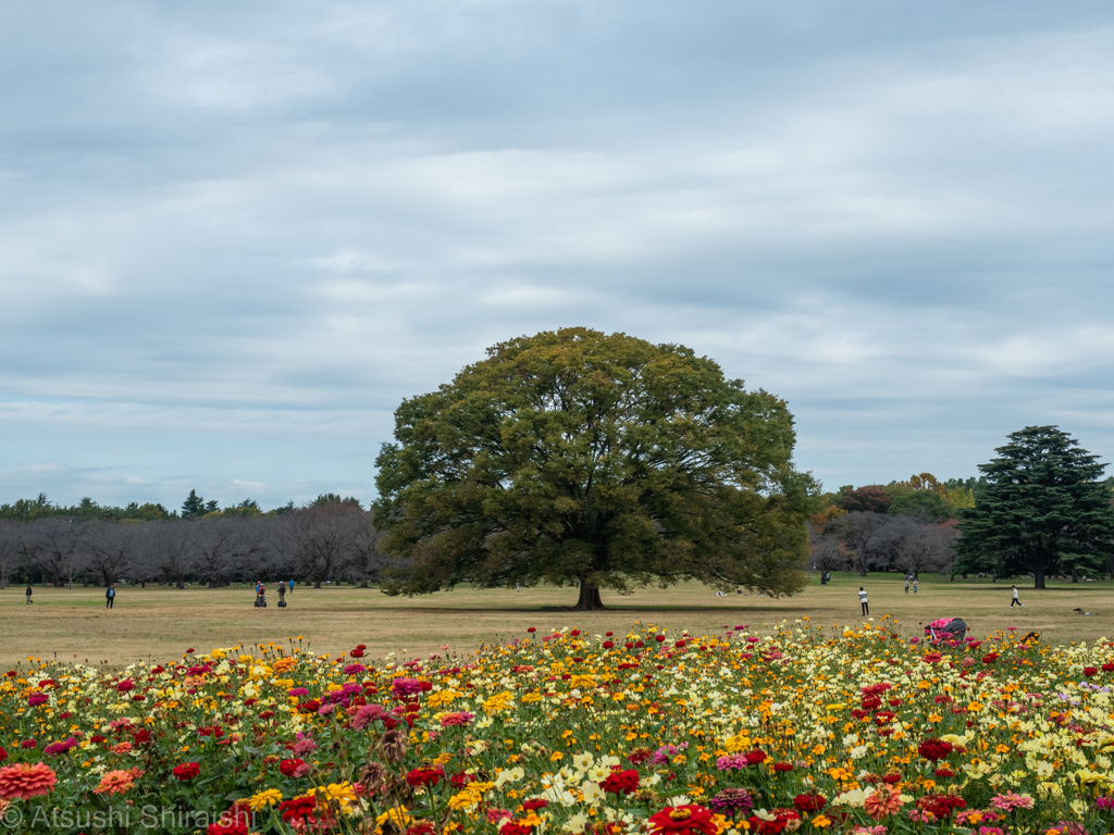 昭和記念公園