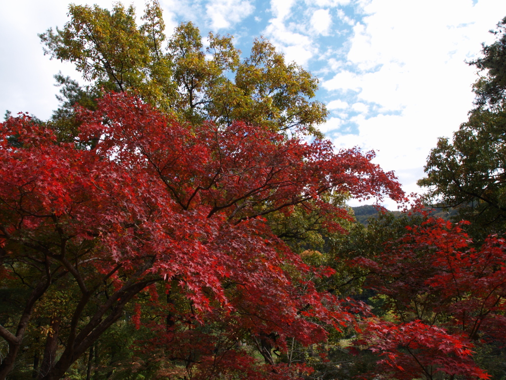 長瀞月の石もみじ公園