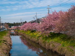 久喜の河津桜