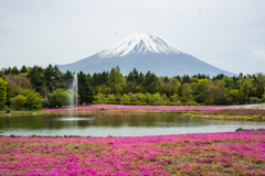 富士芝桜まつり2021