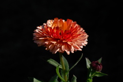 教会の花