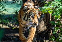 上野動物園の虎