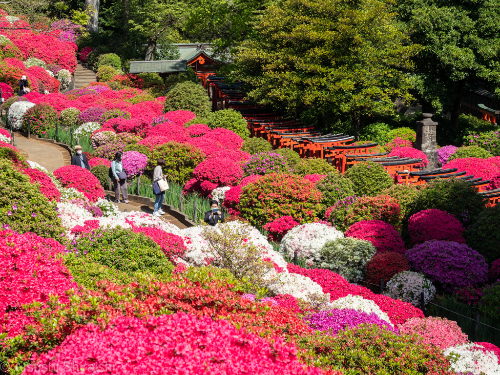 根津神社のつつじ