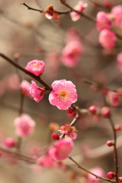 ume