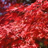 嵐山紅葉