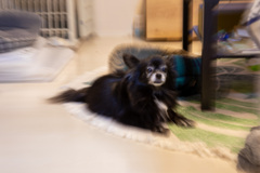 愛犬