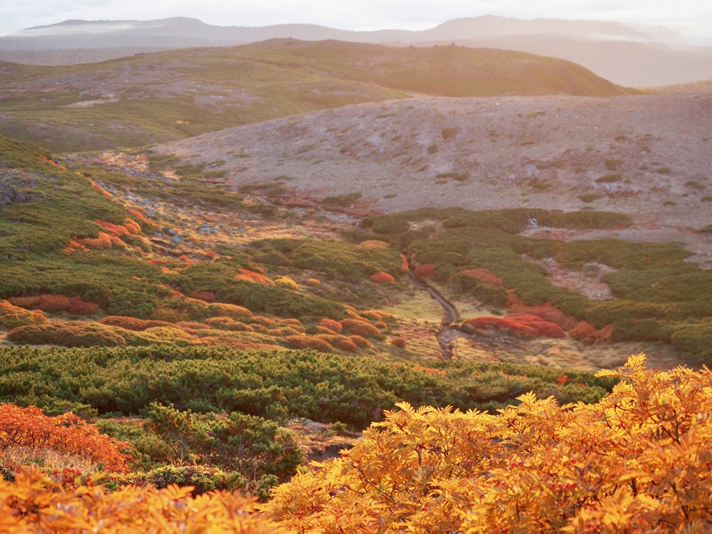 朝の紅葉