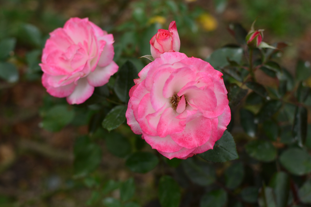 薔薇4（福岡市動植物園）
