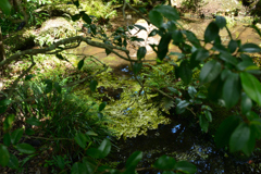 水面の青もみじ