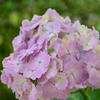 白糸の滝 紫陽花③