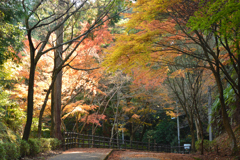 油山で紅葉狩り①