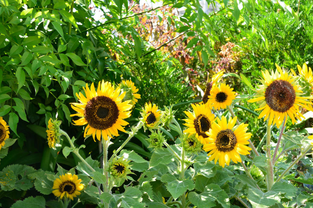 Sunflower in the flowerbed