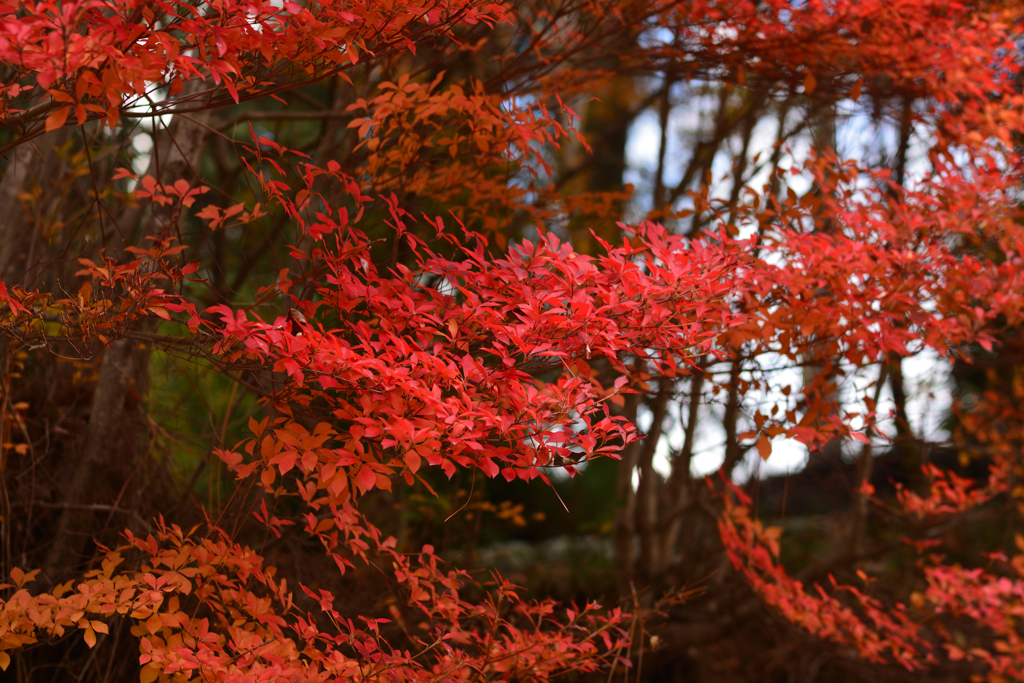 赤く紅く