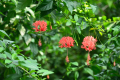 風鈴仏桑花②