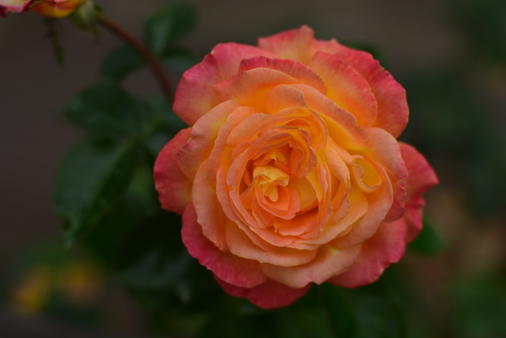薔薇8（福岡市動植物園）