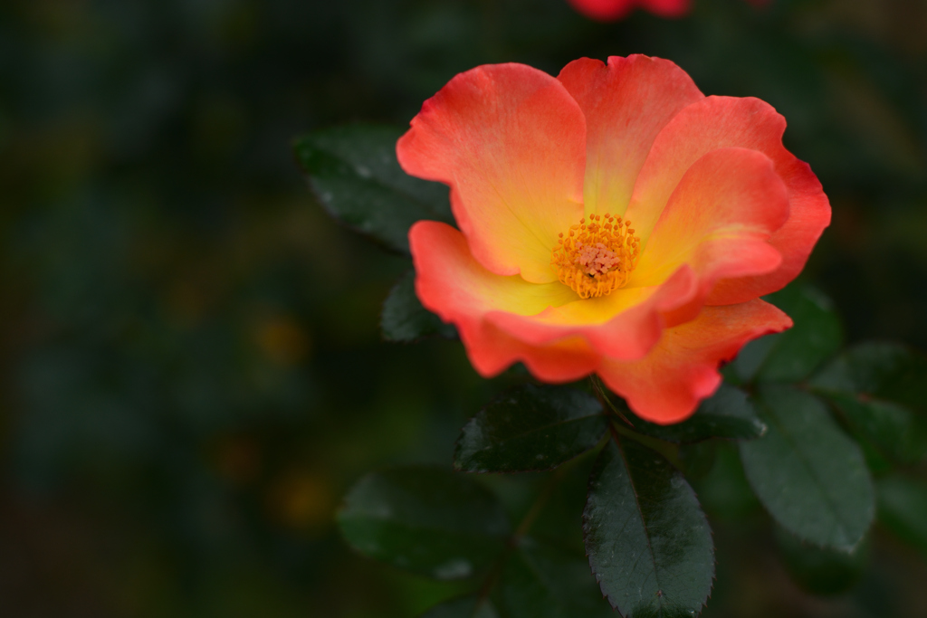 薔薇18（福岡市動植物園）