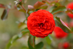 薔薇3（福岡市動植物園）